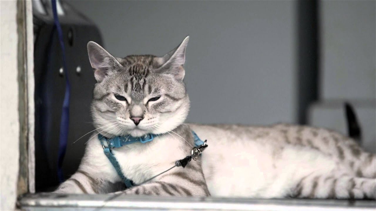 lincoln the Lynx Point Siamese Kitty