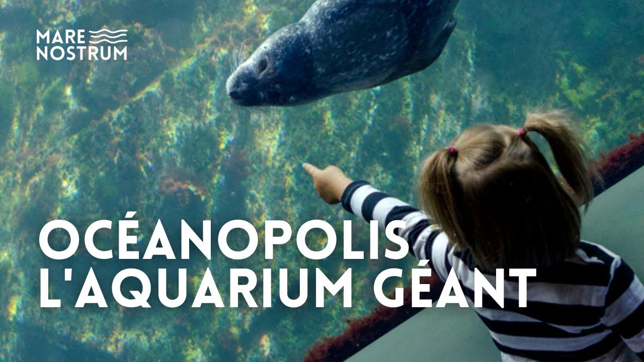 Rencontres à l'Océanopolis de Brest, l'aquarium géant de Bretagne - Documentaire complet - MG