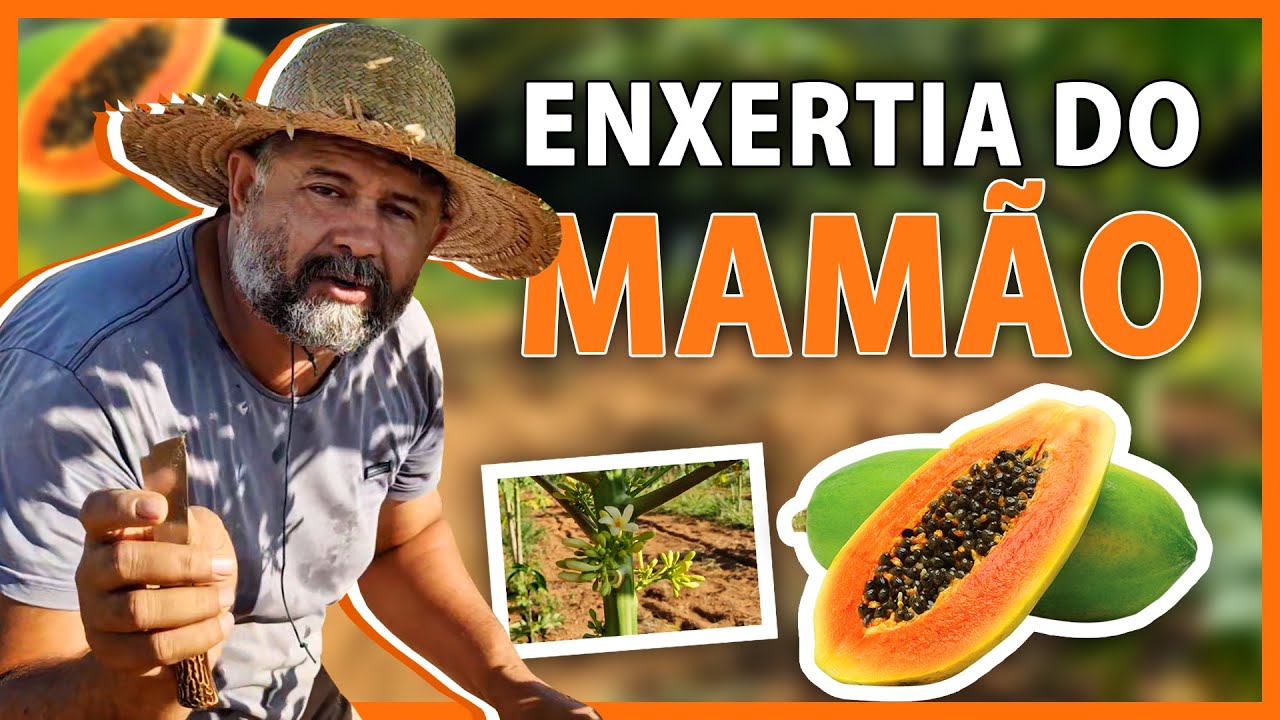 Como fazer pé de mamão macho produzir