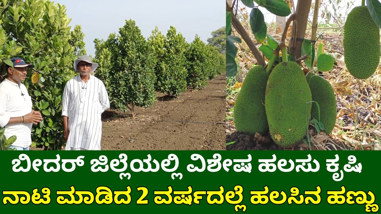 ಬೀದರ್ ಜಿಲ್ಲೆಯಲ್ಲಿ ವಿಶೇಷ ಹಲಸು ಕೃಷಿ | ಹಲಸಿನ ಹಣ್ಣು | jackfruit farming  kannada | jackfruit cultivation