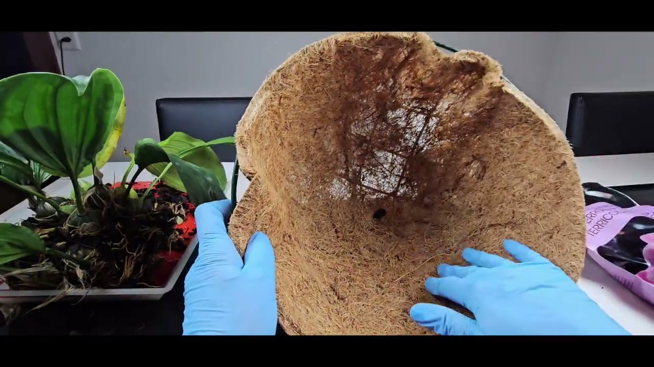 Stanhopea oculata пересадка  уход и содержание 