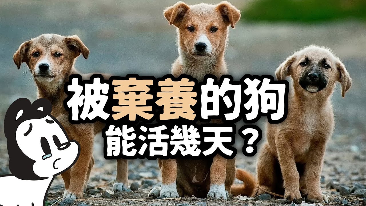 狗與鹿 ｜狗狗被棄養能活幾天？  | 領養不棄養