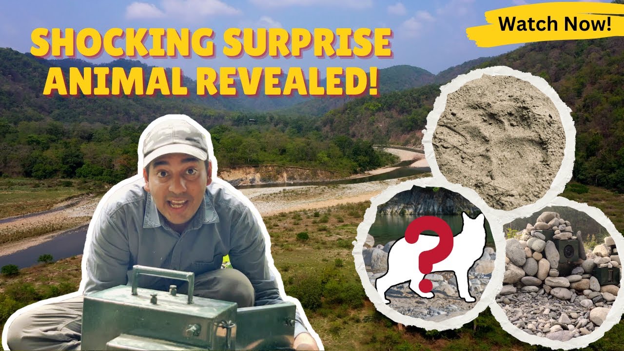 Can I get my dream shot? | Did I Capture the Tiger or Something else? | Trapped in the Wild | Ep - 3