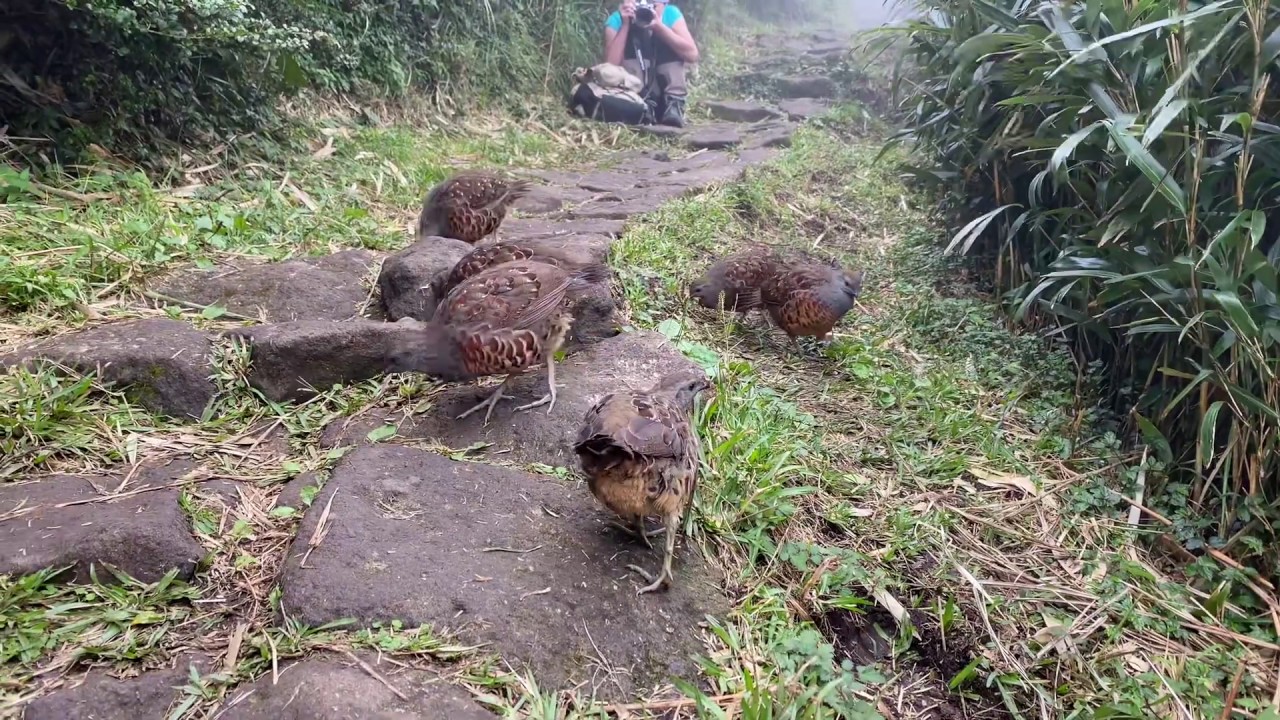 七星山小油坑步道上的竹雞