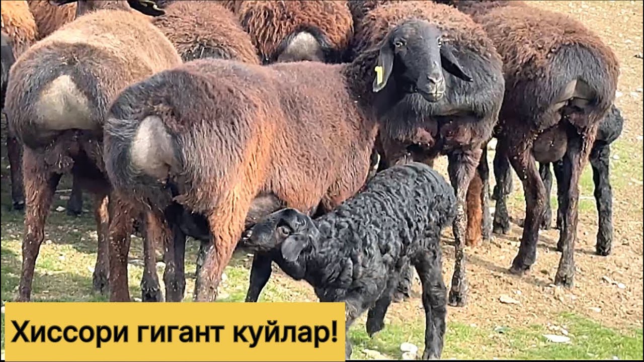 Хиссори гигант куйлар! 971500095☎️ 883100698☎️ 970703036☎️