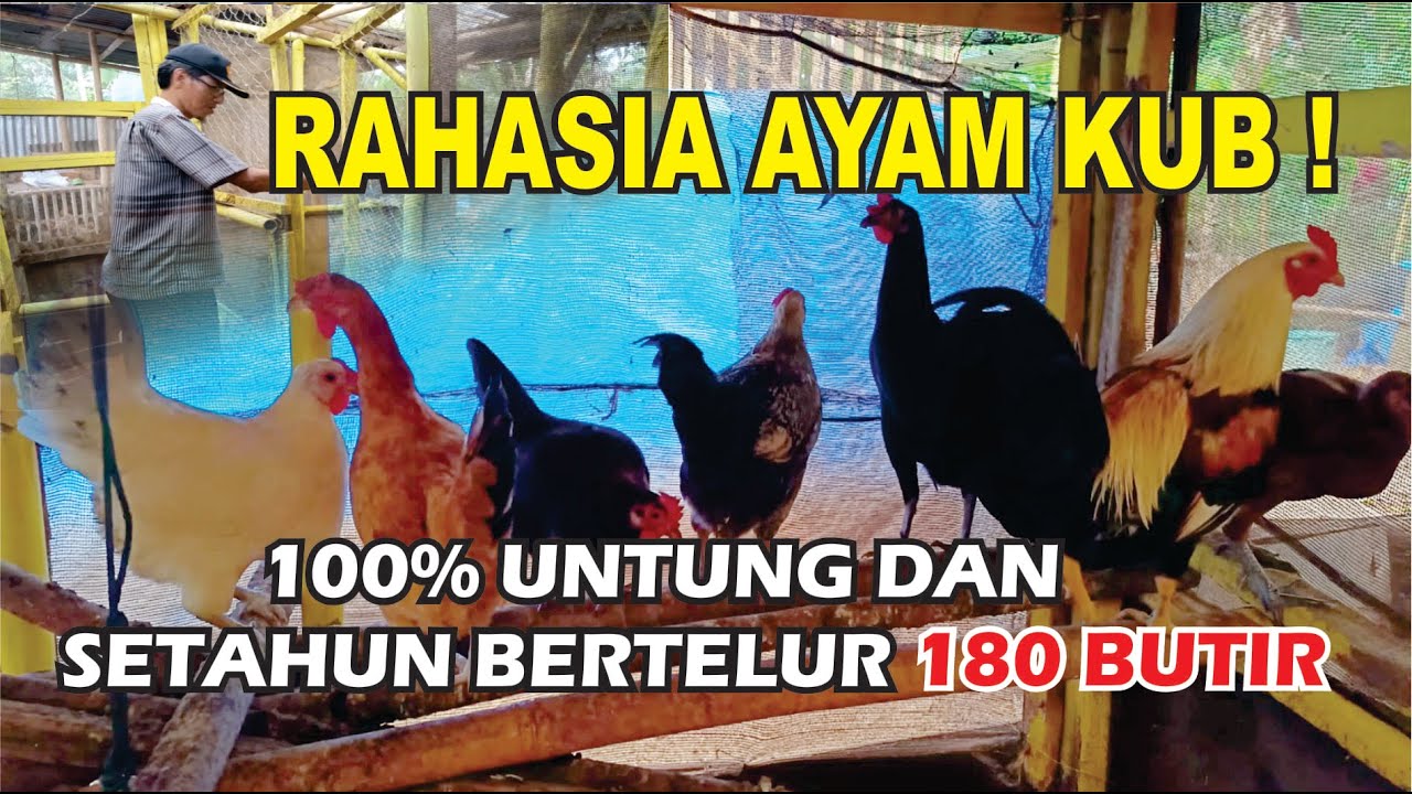 Ternak Ayam KAMPUNG KUB Tanpa Bau Cuan Mengalir: Modal Minim dan Cara Yang Sederhana