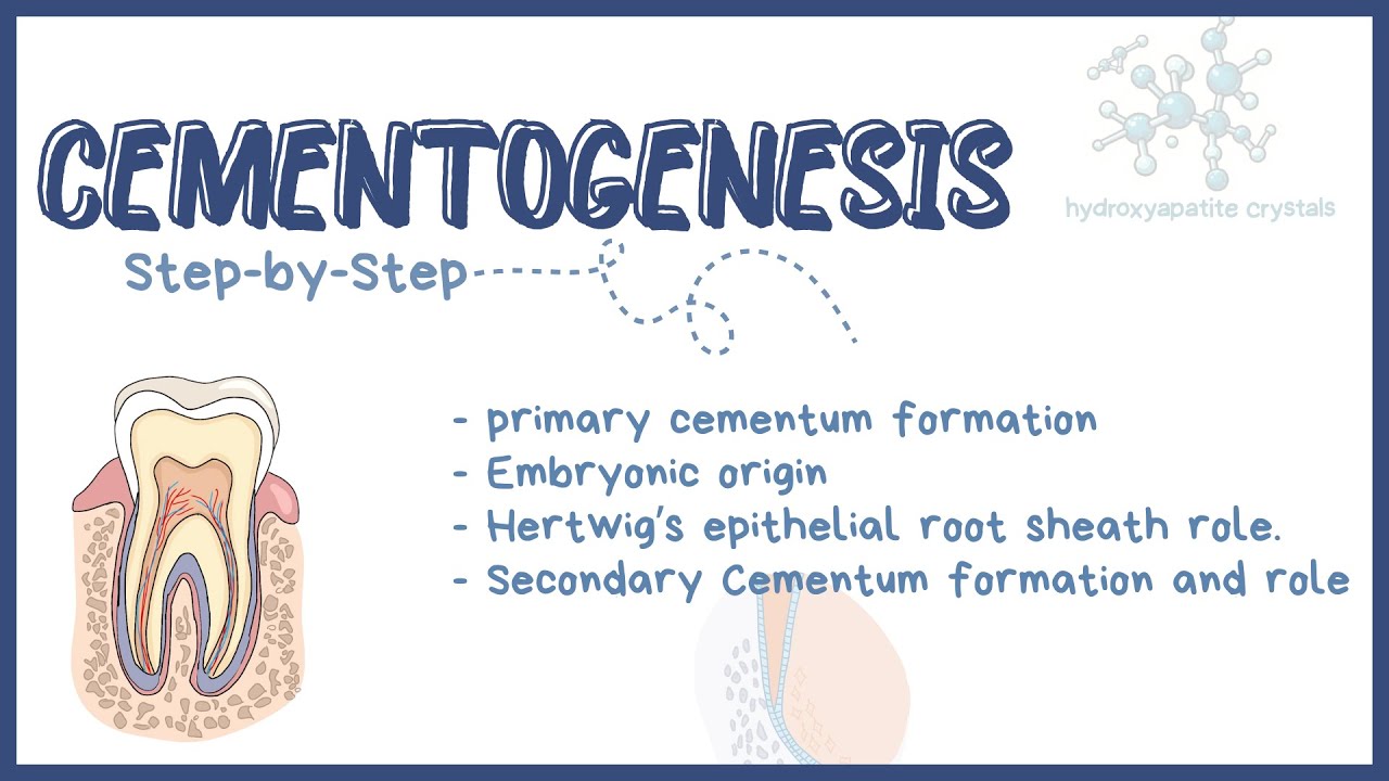 Cementogenesis Explained | Formation & Stages of Cementum in Tooth Development