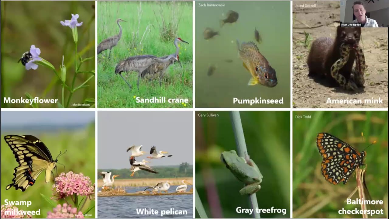 DBC Meeting: Dixon Waterfowl Refuge with Peter Goodspeed
