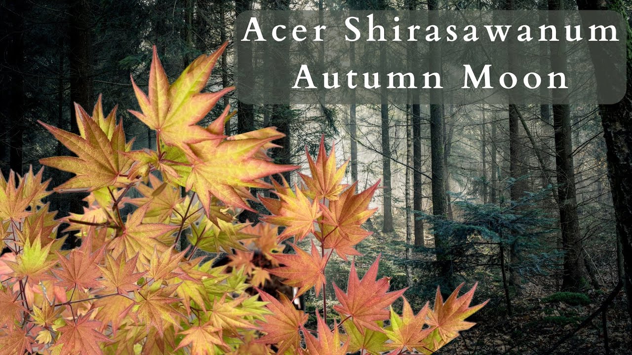 Experience The Stunning Beauty Of Acer Shirasawanum Autumn Moon!