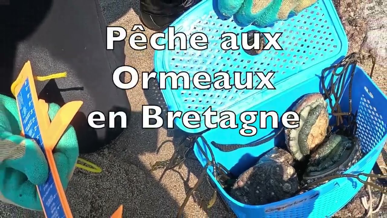 Comment ramasser l'ORMEAU en Bord de Mer 🧐