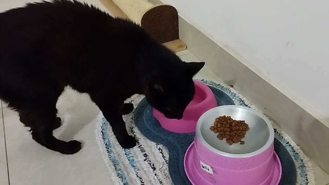 Dia de chuva com preguiça da Bella Gatinha