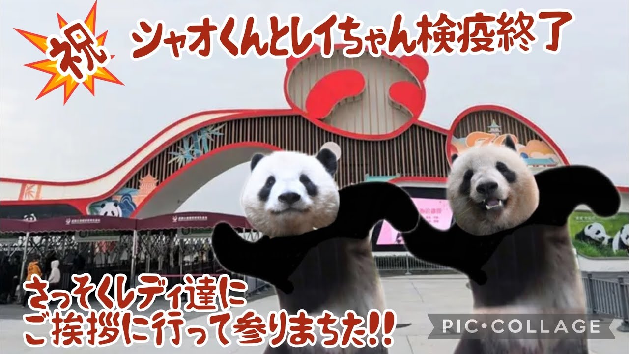 祝　シャオくんとレイちゃん検疫終了　さっそくレディ達にご挨拶に行って参りまちた!!