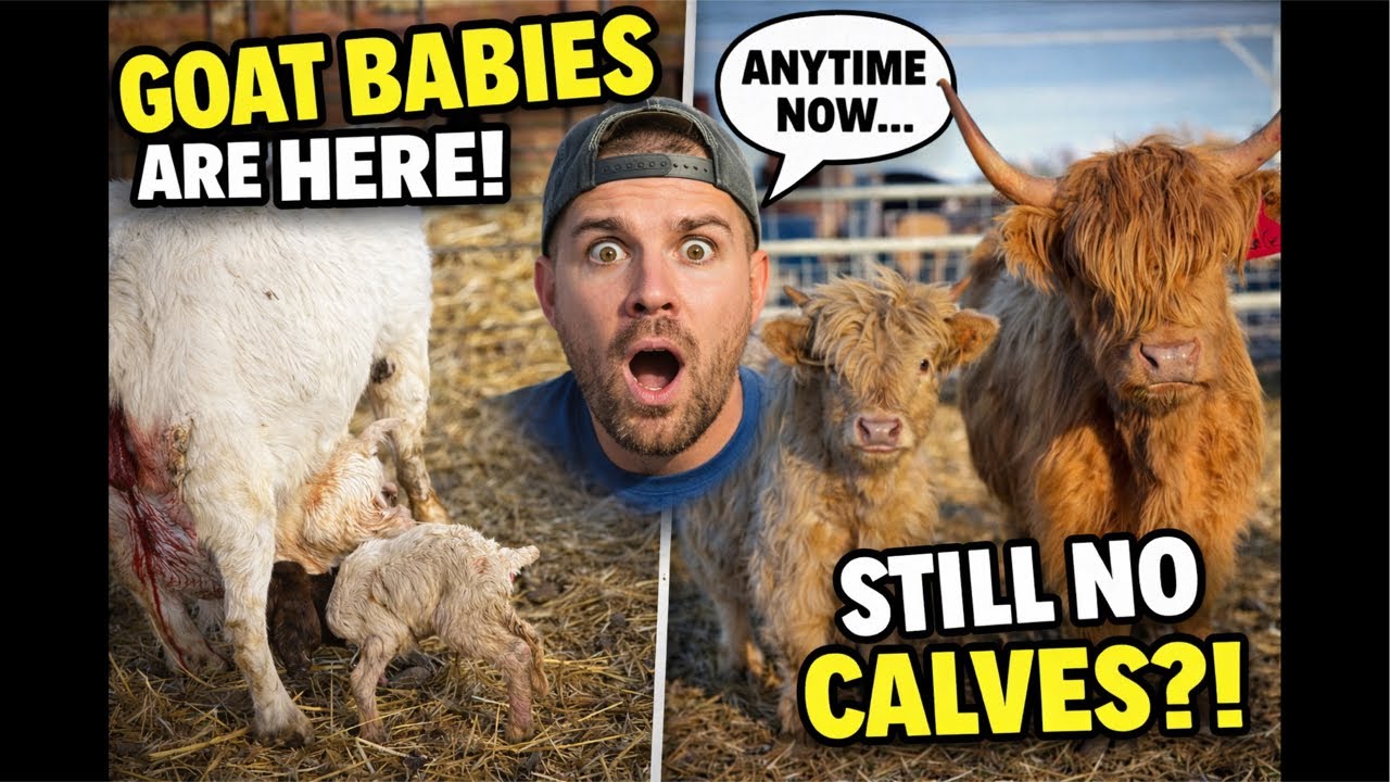 Spring Time Babies Are Flowing In! Calf + GOAT Watch