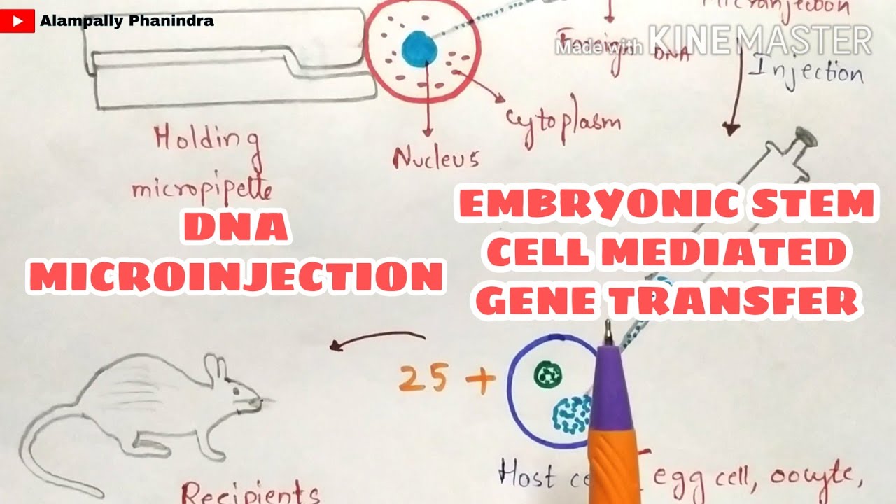 Микроинъекция ДНК | Перенос генов с помощью эмбриональных стволовых клеток | Методы переноса генов