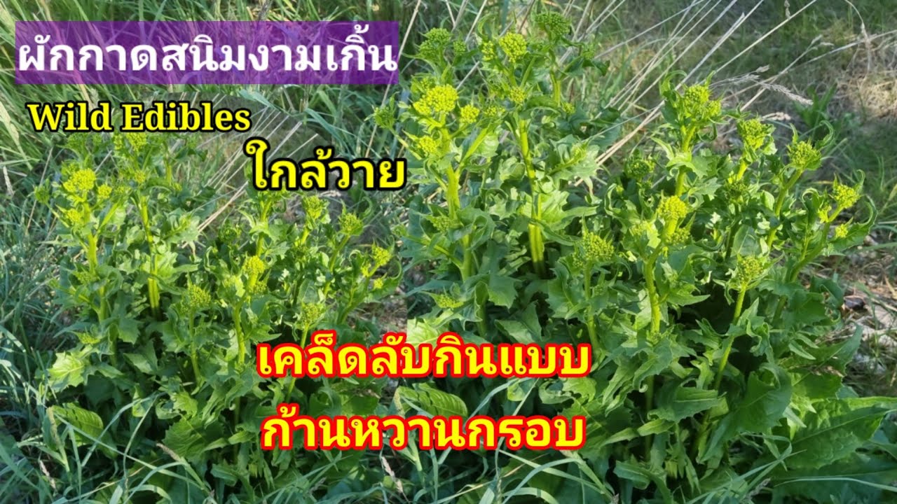 เก็บผักกาดสนิมฟรีงามๆ เขาก็จะตัดทิ้งใกล้วายแล้วเคล็ดลับกินแบบก้านหวานกรอบ Wild Edibles Sweden