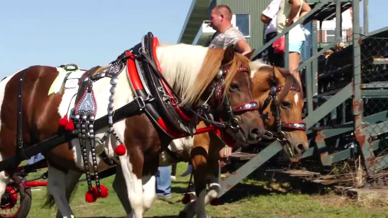 Koně v akci - Koně všem 2013