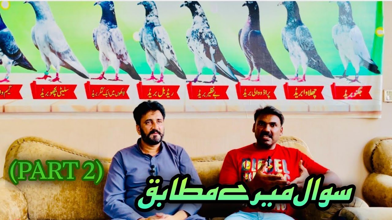 (Part 2) Ustad Malik Mohkam khokhar breeding mastar 🥰|| Ustad ch kamran
