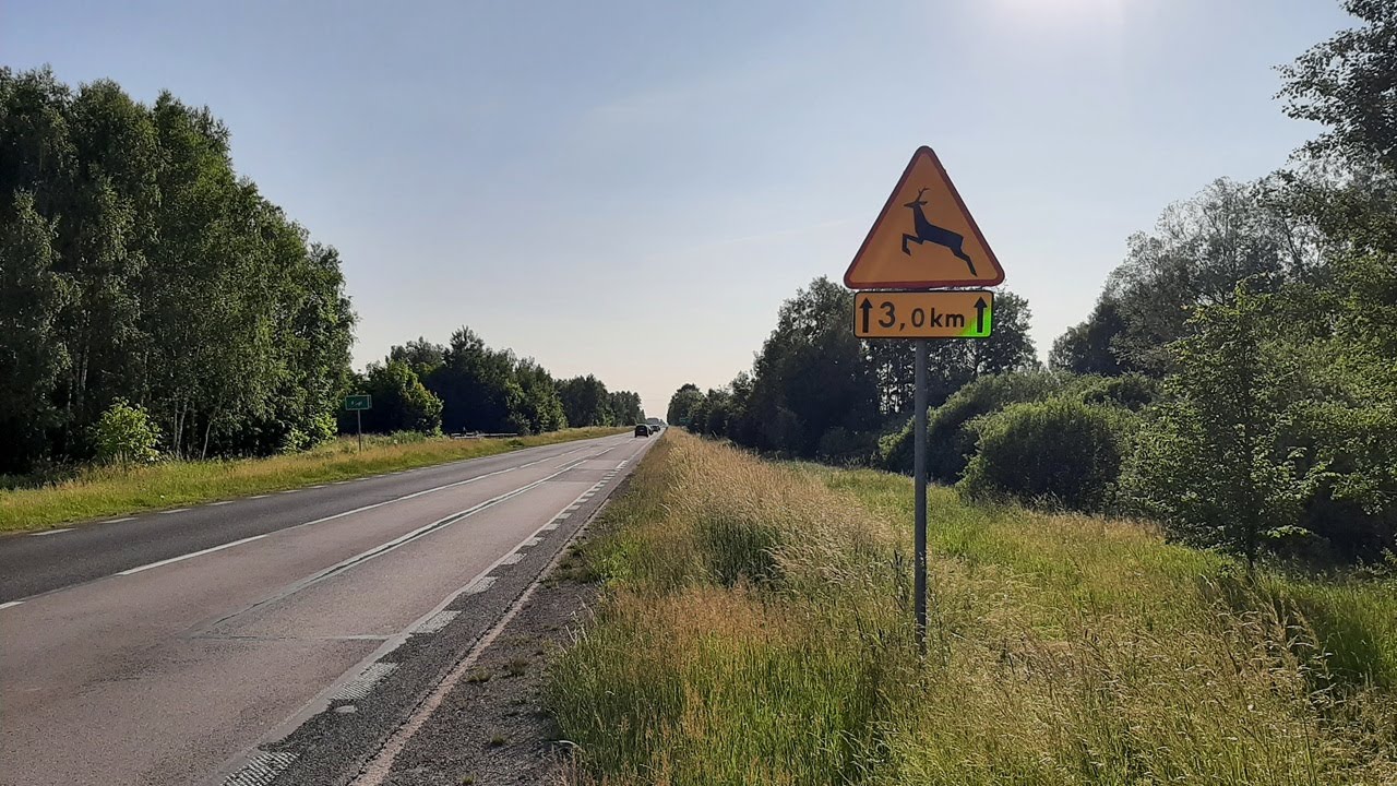 Jak zbierać kolizyjną zwierzynę - Porady ogólne