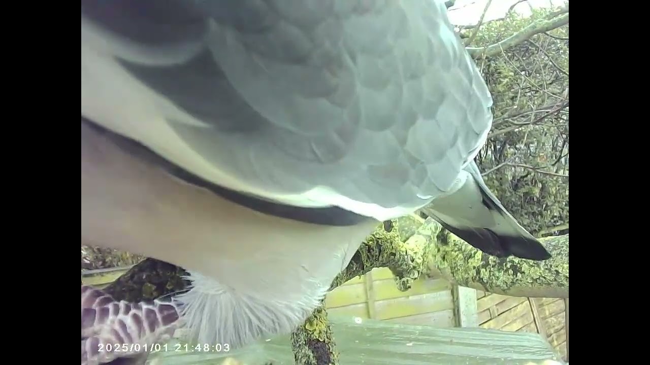 wood pigeon at the garden camera feeder..