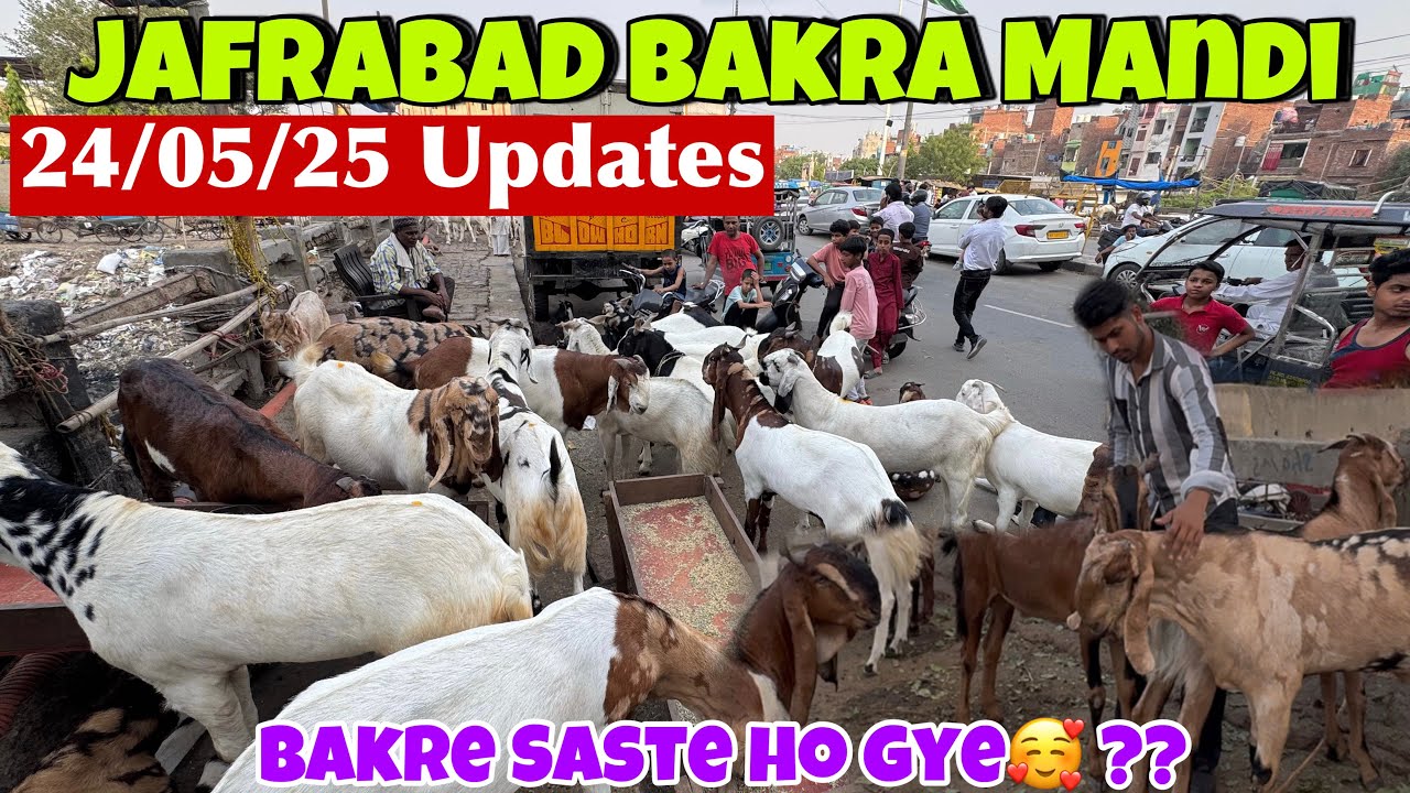 JAFRABAD BAKRA MANDI 2025 LATEST VIDEO | BAKRA MANDI JAFRABAD | DELHI BAKRA MANDI 2025