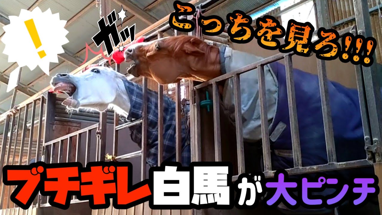 誰にでもガチギレをし…ケンカを売る最強の女王白馬が、とある引退競走馬に逆襲されてしまったようです【  ツルマルボーイ様のシモベ 】