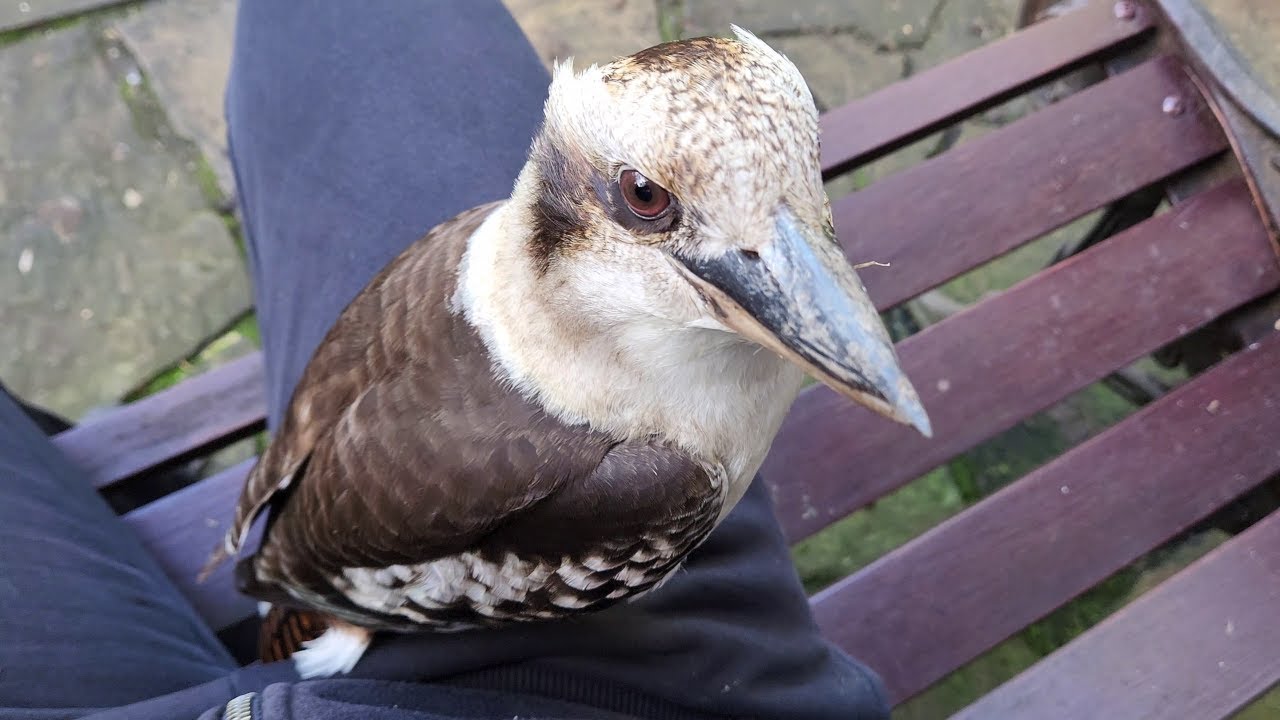 Chilling with wild kookaburras on my lap! And a big entrance from Dwarfy!