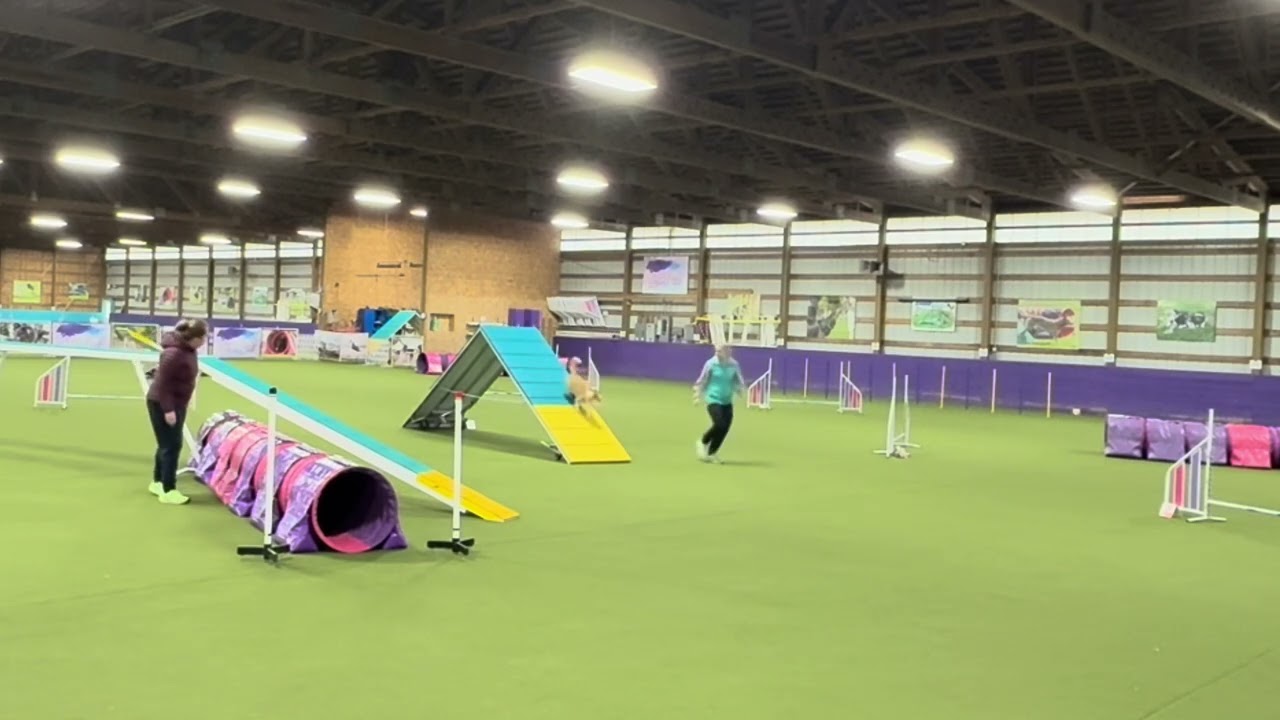 First Novice agility run. NQ but lovely 2/8/26