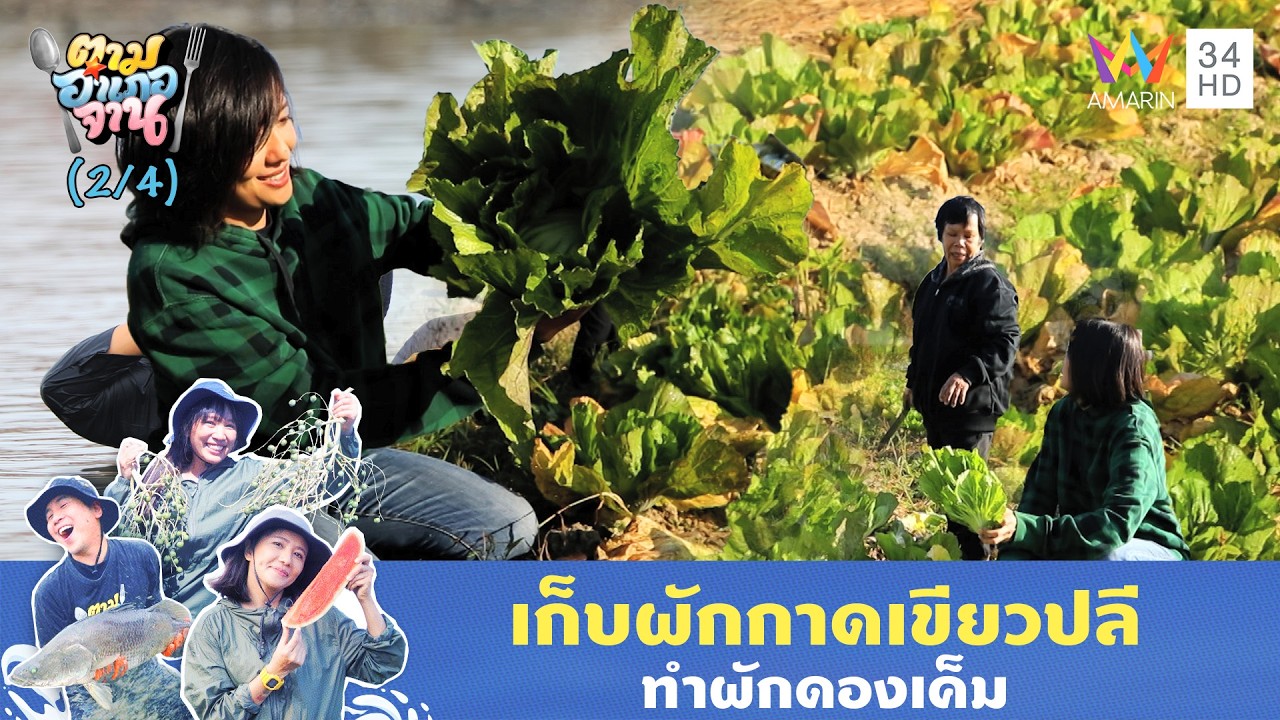 เก็บผักกาดเขียวปลีทำผักดองเค็ม | ตามอำเภอจาน | 24 ก.พ. 69 (2/4)