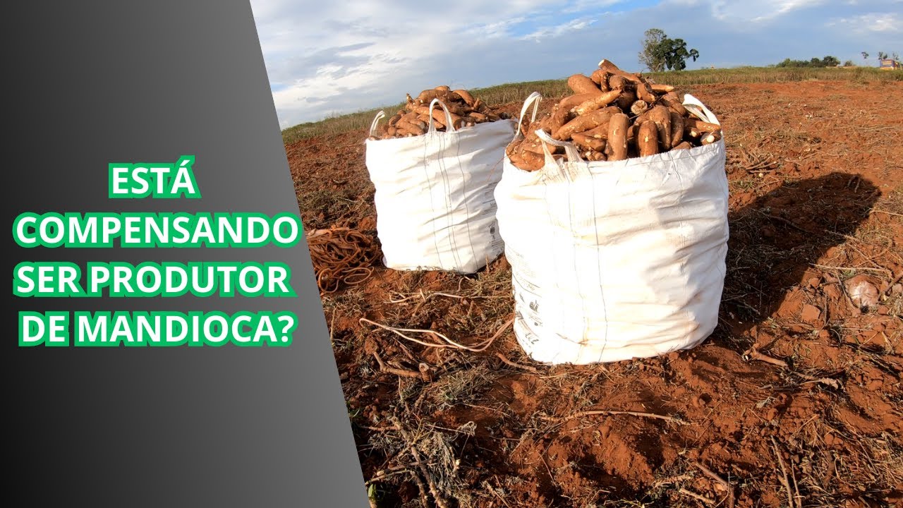 COLHEITA DE ROÇA DE MANDIOCA - parte 1