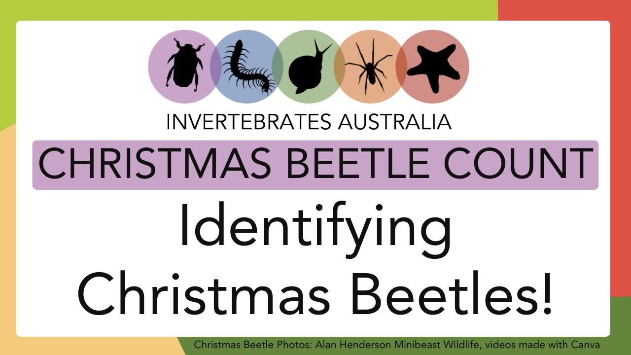 Identifying Christmas beetles!