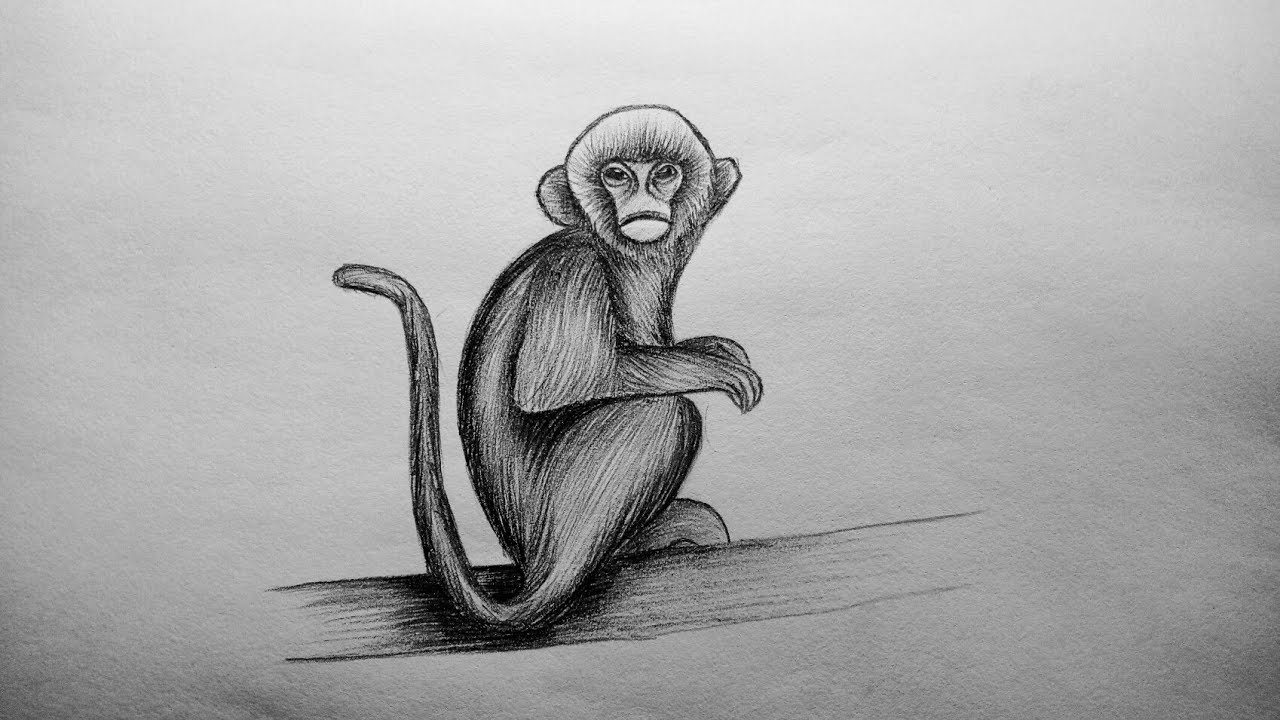 How to Draw monkey easy and step by step or shading for beginners