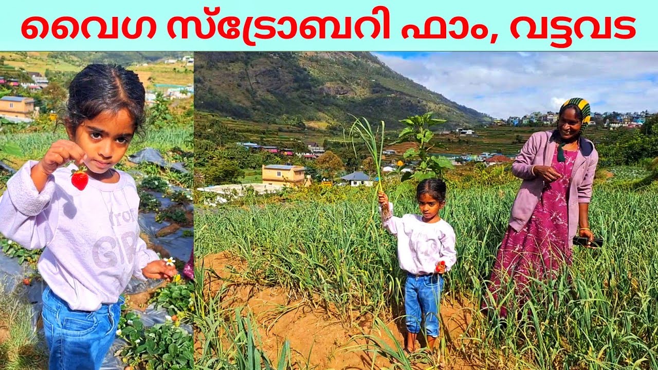 വട്ടവടയിലെ വൈഗ ഫാം / Strawberry Farm #vattavada #farming #farm #strawberry #strawberryfarm #munnar 