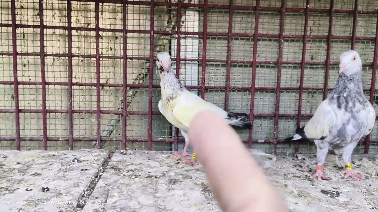 #buntypigeon HOME BREED BABY