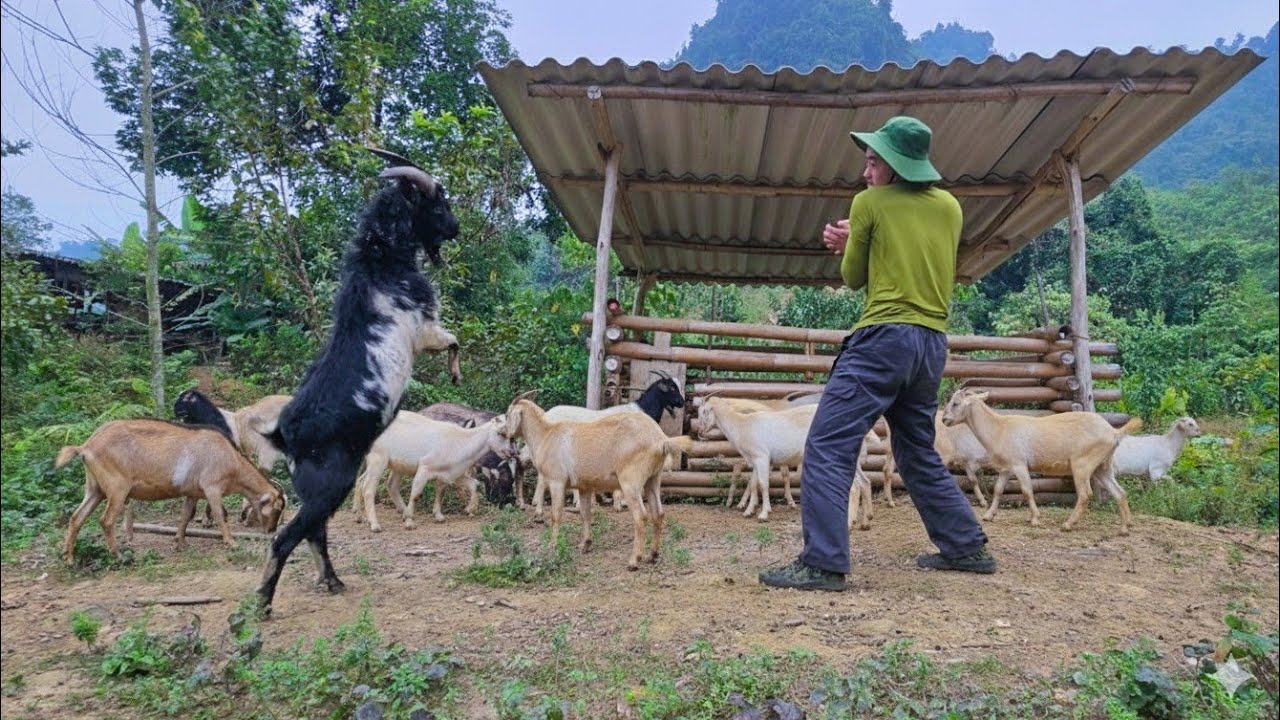 from the vegetable garden to the cinnamon forest: a day of labor, sparring with my billy goat