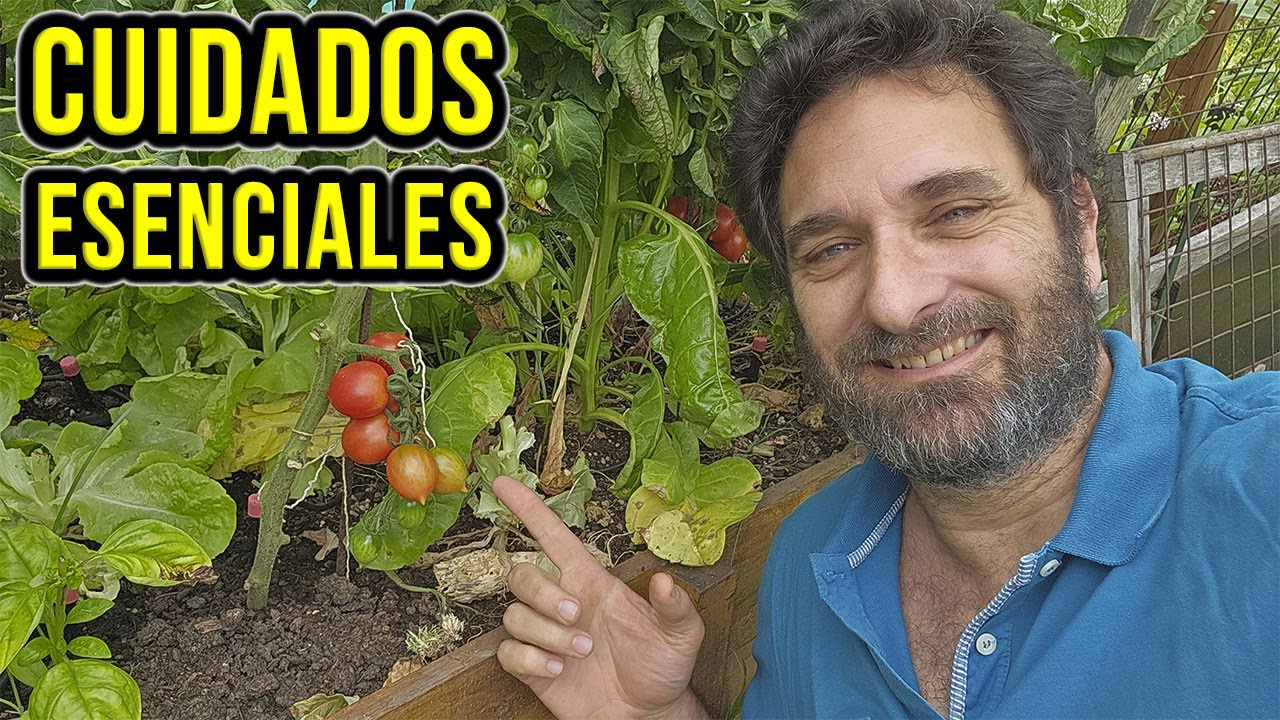 Tomates en Verano: Cómo Prepararlos para Resistir Calor, Plagas y Sequía