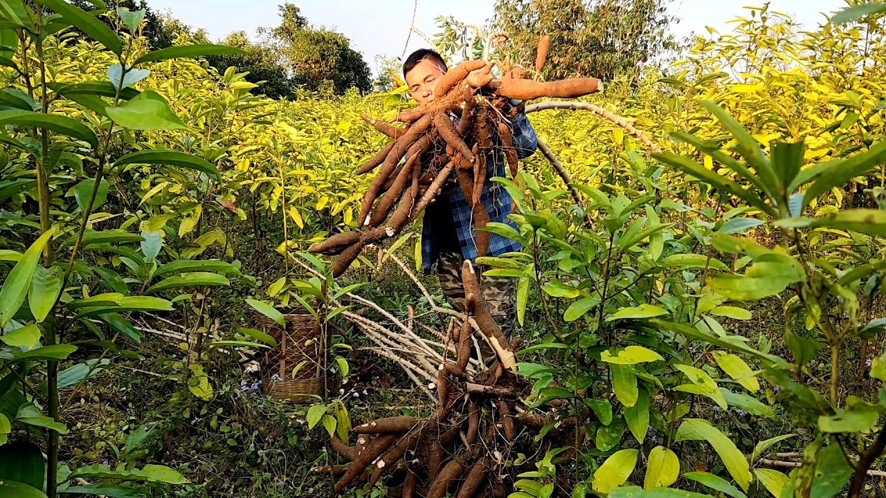 Harvest dried cassava to feed the chickens and take care of the vegetable garden
