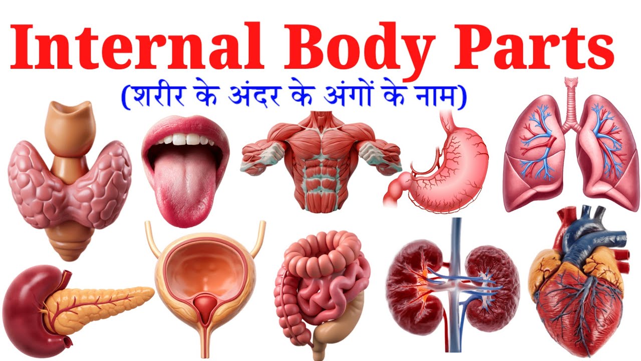 20 शरीर के अंदर अंगों के नाम | Internal Body Parts Names For kids | Human Body Inside Parts 