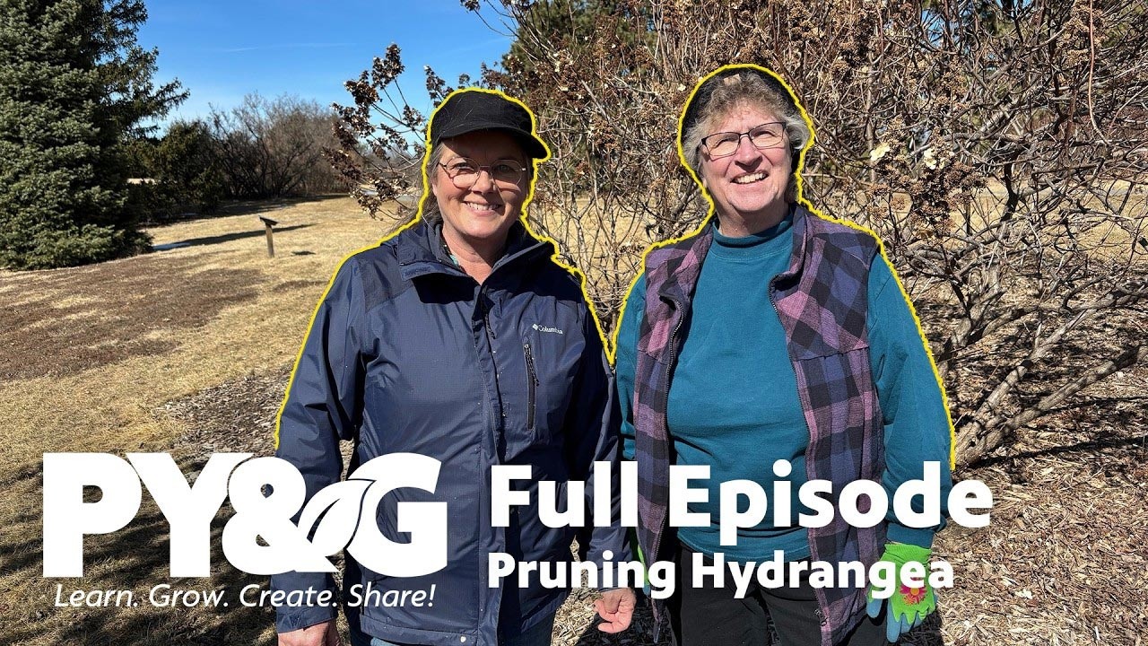 Pruning Hydrangea | Prairie Yard & Garden Season 39, Episode 11