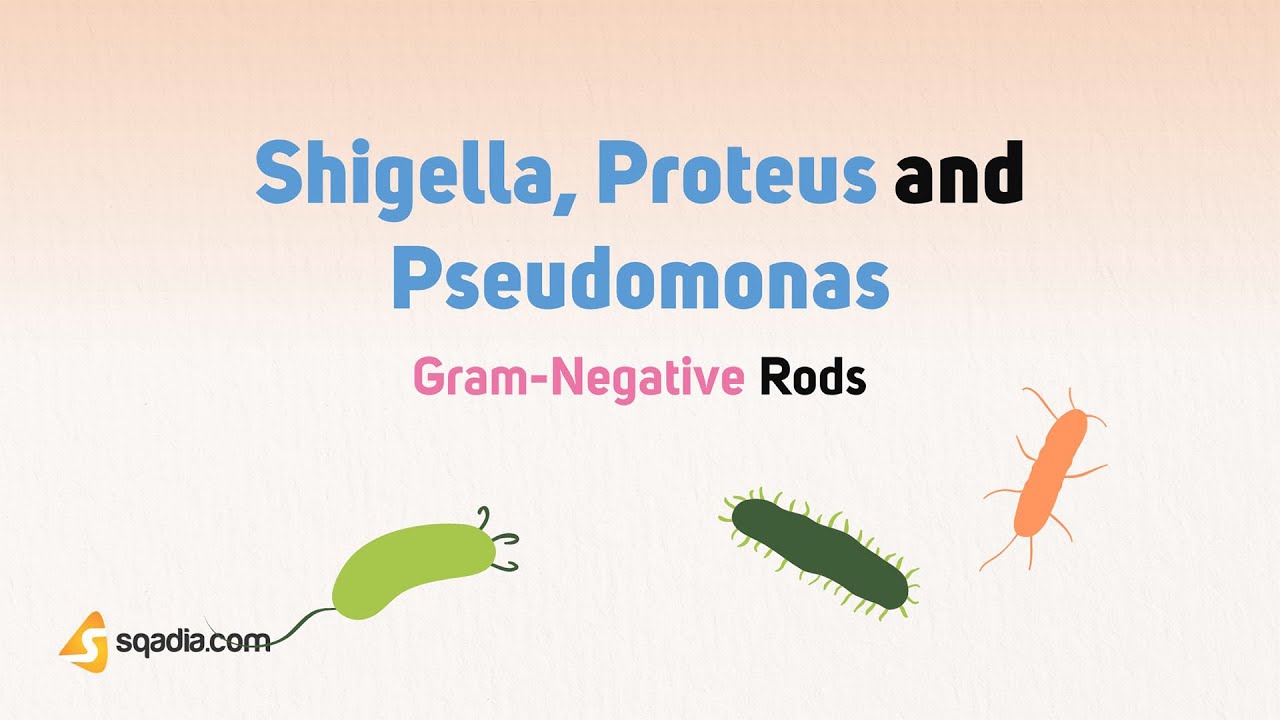 Gram-Negative Rods | Shigella Proteus and Pseudomonas