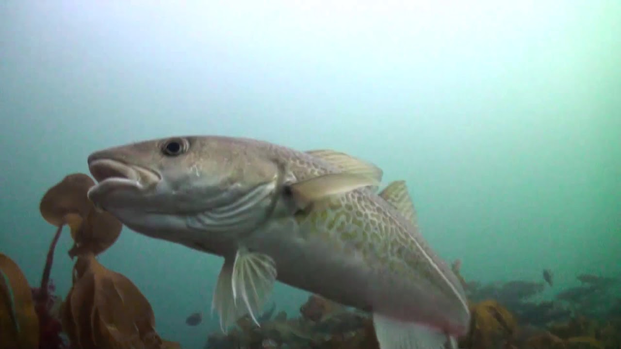 The Atlantic Cod (30 seconds)