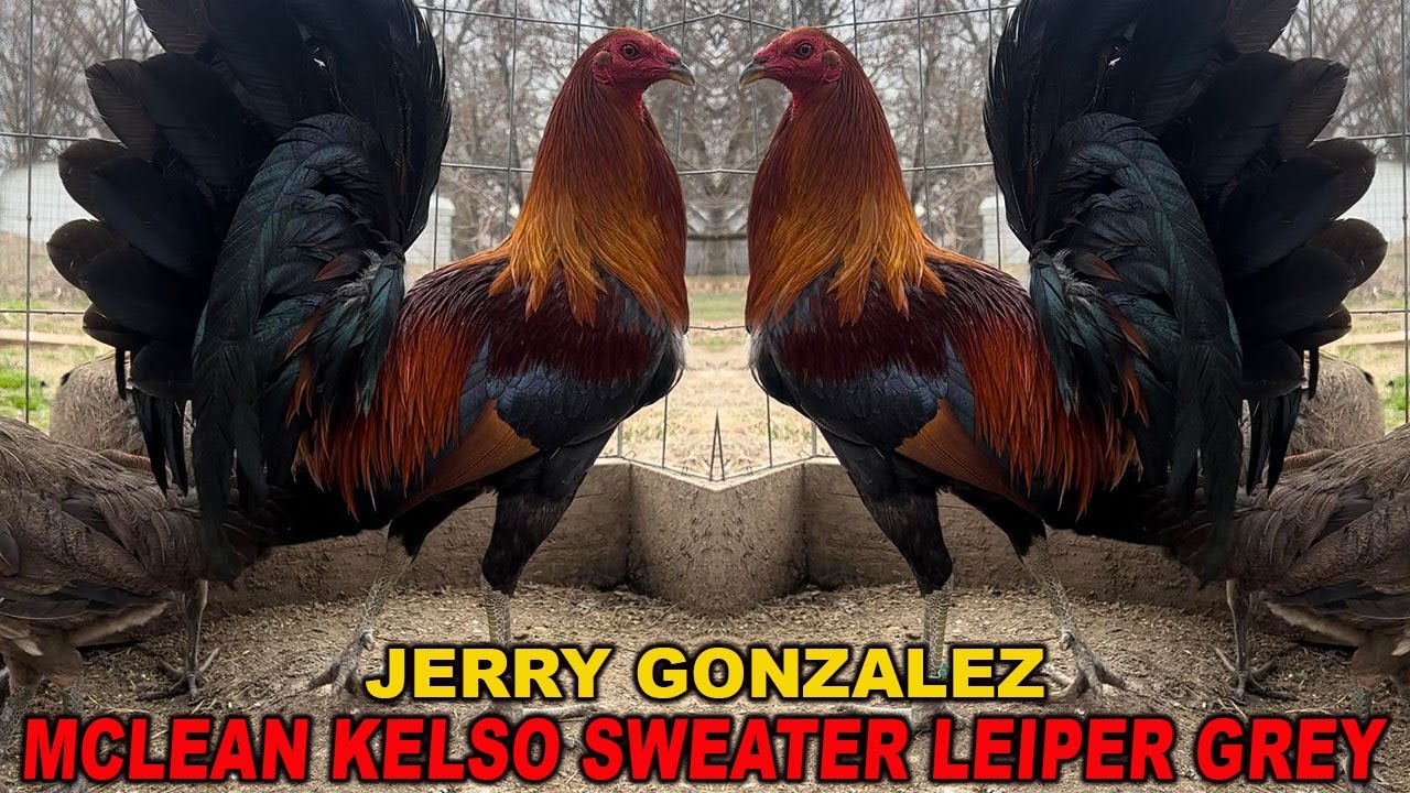 Jerry Gonzalez Yellow Leg Hatch Sweater Kelso Albany Roundhead SAG FARMS - Big Farm in Arkansas