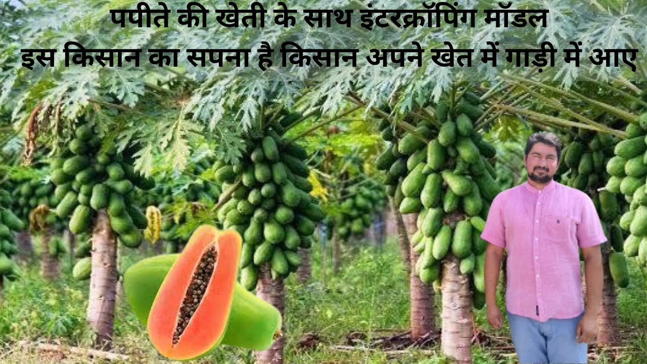 Red lady786 पपीता की खेती के साथ तरबूज 🍉 🍉 की खेती, कमाते है लाखों💰💰|A-Z About papaya farming|