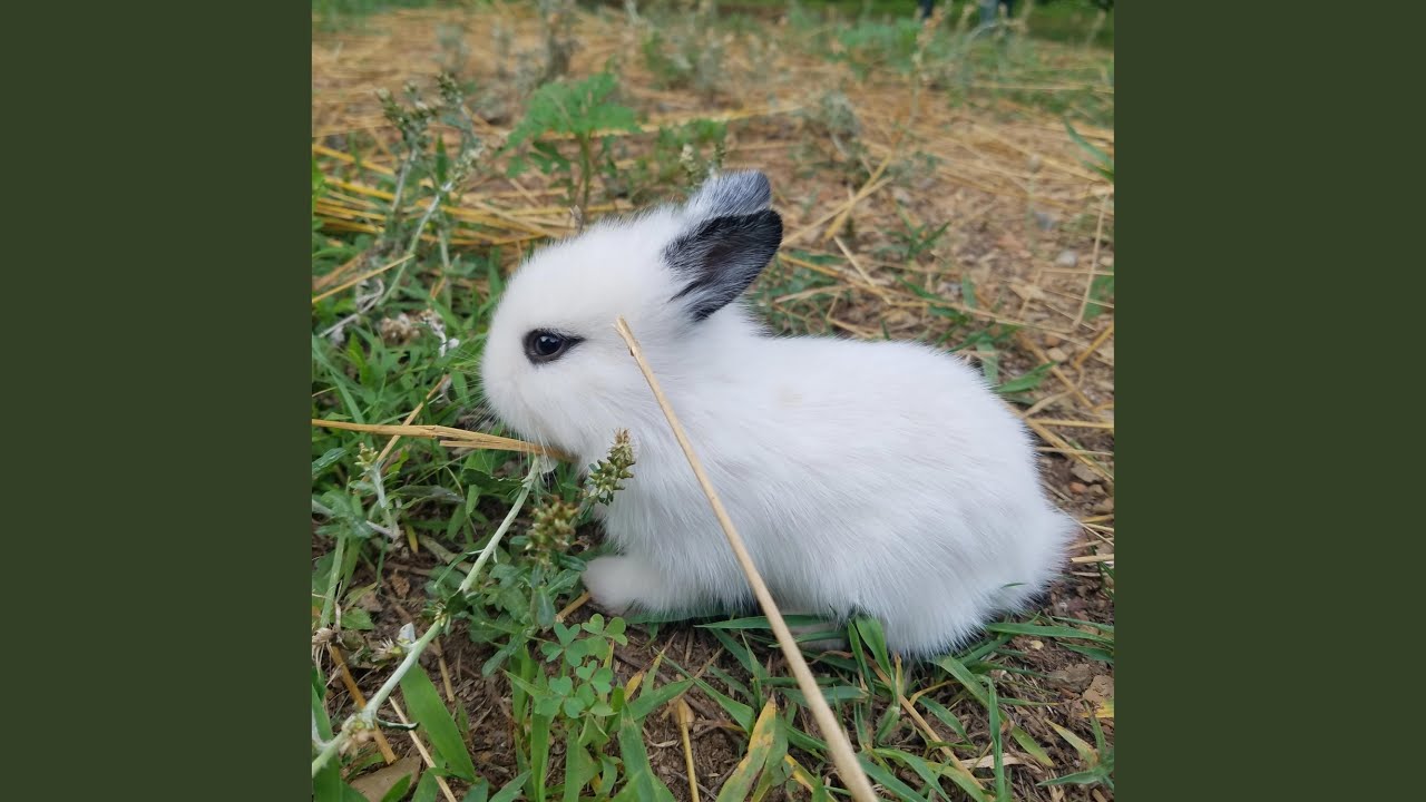 Run, Run Little Wabbit