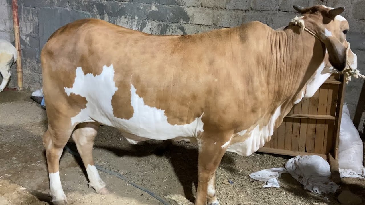 Progress Of Legacy Cattle Farm | For Sale