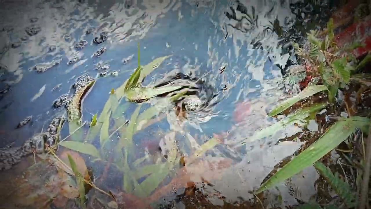 Untung aku rekam, Pusaran air di sungai
