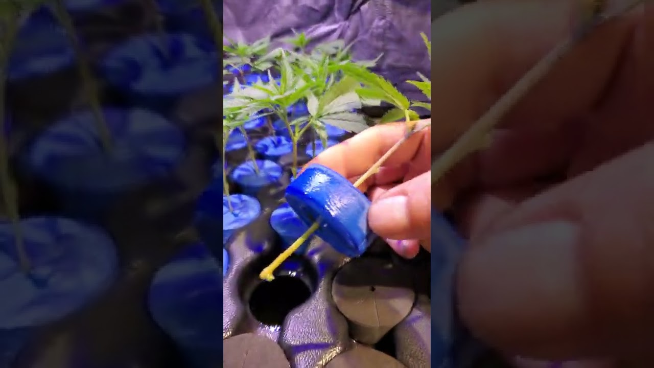 A look into the oxycloner 80