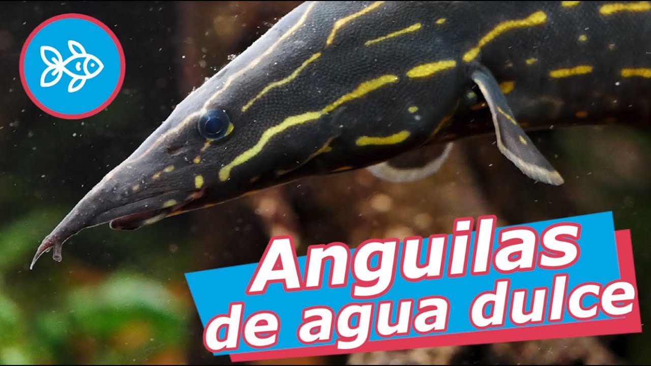 ANGUILAS para ACUARIO de agua DULCE ⚡