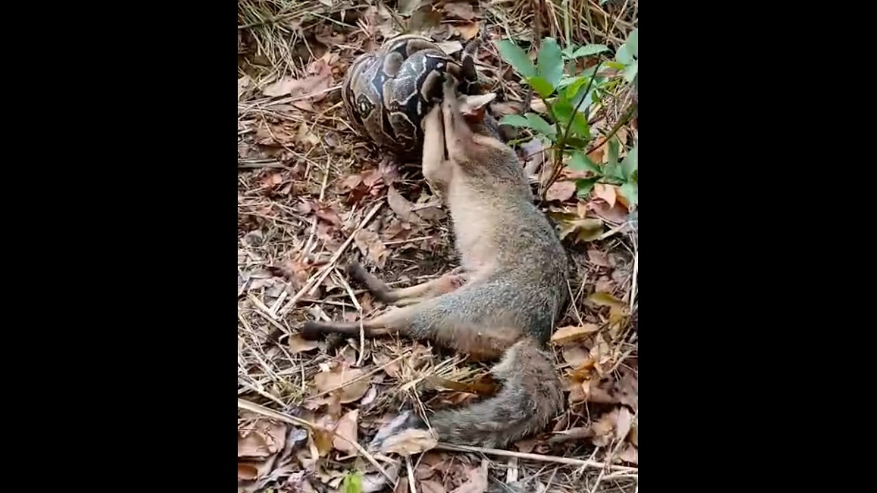 UMA CENA DE PREDAÇÃO INCRÍVEL! SAIBA O QUE ACONTECEU