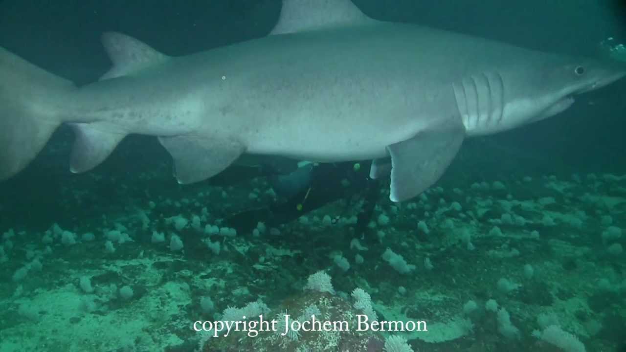 Hammerhead and Smalltooth sandtiger sharks