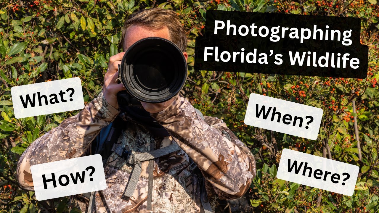 Everything you need to know to Photograph Wildlife in Florida. Why Florida is the BEST for Wildlife!